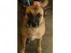 Adopt JANGO a German Shepherd Dog Cattle Dog
