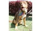 Adopt Roger a Husky American Staffordshire Terrier