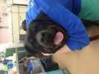 Adopt Ruby a Rottweiler