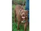 Adopt Oakley a Pit Bull Terrier Bullmastiff
