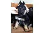 Gener German Shepherd puppies for adoption
