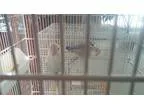 Adopt 2Love Buddies a Blue Lovebird bird in Vancouver BC (150800