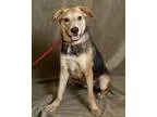 Adopt Hopper a Treeing Walker Coonhound Shepherd