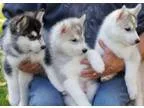 Adorable siberian husky ready