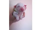 shiba inu puppies for 