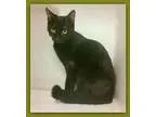 Adopt Gershwin Pampa a Domestic Medium Hair Oriental Short Hair