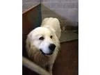 Adopt Polar a White - with Gray or Silver Great Pyrenees  Mixed 