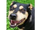 Adopt China a Rottweiler Shepherd