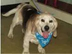 Adopt Sidney a Basset Hound Beagle