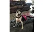 Adopt Gracie Gabriella a Black - with White Boston Terrier  Mixe