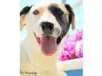 Adopt Zip a Bull Terrier Border Collie