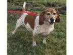 Adopt Payton a Beagle Basset Hound