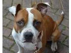 Adopt Scully a American Pit Bull Terrier  Mixed dog in Greensbor