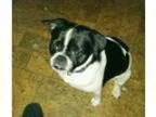 Adopt Scrappy a Pug Jack Russell Terrier