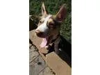 Adopt Stetson a Husky Cattle Dog