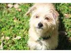 Adopt Fifi a TanYellowFawn Norfolk Terrier  Mixed dog in Woonsoc
