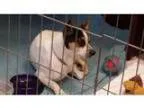 Technical Translation Services For All Format  Documents India