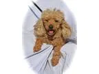 Adopt Lucy a RedGoldenOrangeCh estnut Poodle (Miniature)  Mixed 