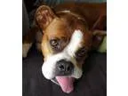 Adopt Poppy a Boxer