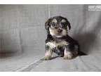 shorkie male puppy