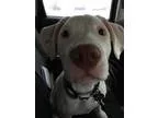 Adopt Eos a Labrador Retriever Doberman Pinscher