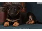 AKC Black and Tan Female German Shepherd - Daisy
