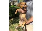 Adopt Lucy a RedGoldenOrangeCh estnut Poodle (Miniature)  Mixed 