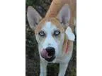 Adopt Butterscotch a RedGoldenOrangeCh estnut - with White Husky