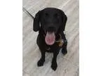 Adopt Mayes a Black Labrador Retriever  Beagle  Mixed dog in Orl