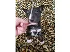 Adopt Buttons a Tricolor (TanBrown and Black and White) Sheltie