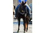 AQHA 1999 Rugged Lark Grand Daughter