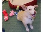 Adopt Zipper a TanYellowFawn - with White Skye Terrier  Silky Te