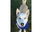 Adopt Carter a RedGoldenOrangeCh estnut - with White Husky  Mixe
