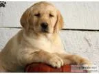 Golden retriever puppies ready