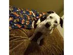 Adopt Betty Courtesy Post a White - with Black American Pit Bull