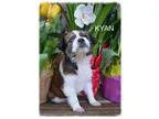 Adopt Kyan a Australian Shepherd