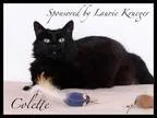 Adopt Colette a All Black Domestic Shorthair  Mixed (short coat)