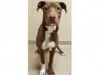 Adopt ADOPTED Willie (Oswego) a Doberman Pinscher Basset Hound