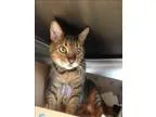 Adopt Sidney a Bengal  Mixed cat in Vancouver BC (15305467)