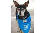 Adopt Sargent a Terrier Miniature Pinscher
