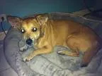 Adopt Ellie a Welsh Corgi Basset Hound