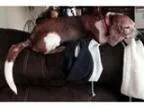 Adopt SWEETNESS a Basset Hound Foxhound