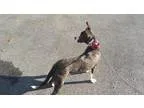 Adopt Porsche a American Staffordshire Terrier  Mixed dog in Whi