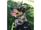 Adopt Dax a Merle Catahoula Leopard Dog  Mixed dog in Phoenix AZ