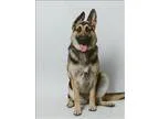 Adopt Bonnie a German Shepherd Dog  Mixed dog in Columbus OH (15