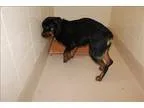 Adopt Pen 112 Bruno a Rottweiler