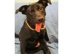 Adopt July a Labrador Retriever  Mixed dog in Little Rock AR (15
