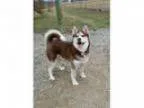 Adopt Milo-Adopted a Husky Siberian Husky