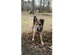 Adopt Mya a German Shepherd Dog  Mixed dog in Leesville SC (1515