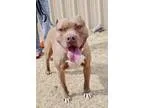 Adopt Opal a Black American Pit Bull Terrier  Mixed dog in Wichi
